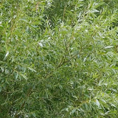 Ива ВИТЕЛЛИНА белая   Ива ВИТЕЛЛИНА белая  в Ростове-на-Дону