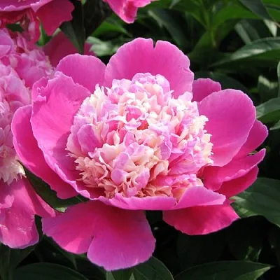 Пион КОРА СТАББС травянистый  Пион КОРА СТАББС травянистый в Ростове-на-Дону