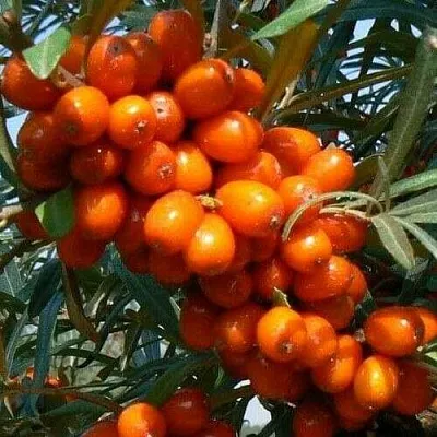 Облепиха ПЛАМЕННАЯ  Облепиха ПЛАМЕННАЯ в Ростове-на-Дону