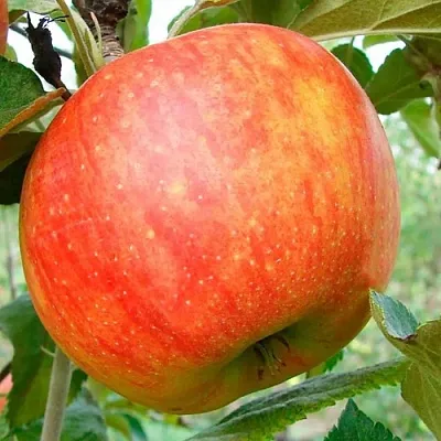 Яблоня ЦЕЛЕСТЕ  Яблоня ЦЕЛЕСТЕ в Ростове-на-Дону