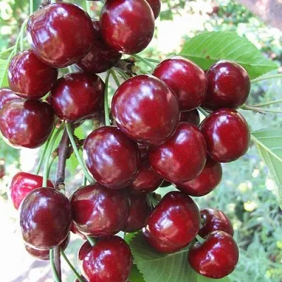 Черешня ОДРИНКА  Черешня ОДРИНКА в Ростове-на-Дону