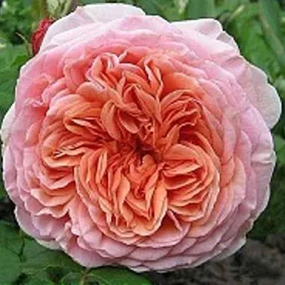 Саженцы роз АБРАХАМ ДЕРБИ английская  Саженцы роз АБРАХАМ ДЕРБИ английская в Ростове-на-Дону