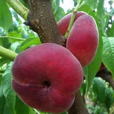 Персик АЛЕКС ИНЖИРНЫЙ  Персик АЛЕКС ИНЖИРНЫЙ в Ростове-на-Дону