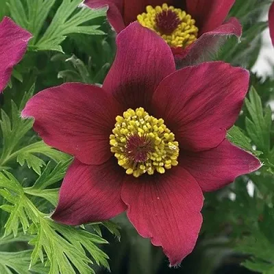 Прострел ПИНВИЛ РЕД ШЕЙДЕС  Прострел ПИНВИЛ РЕД ШЕЙДЕС в Ростове-на-Дону