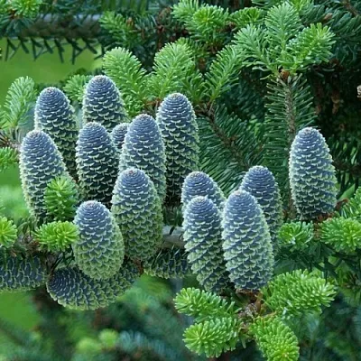 Пихта  Пихта в Ростове-на-Дону