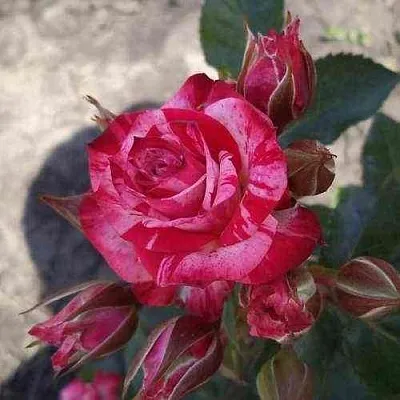 Саженцы роз ФАЙЕР ВОРКС миниатюрная  Саженцы роз ФАЙЕР ВОРКС миниатюрная в Ростове-на-Дону