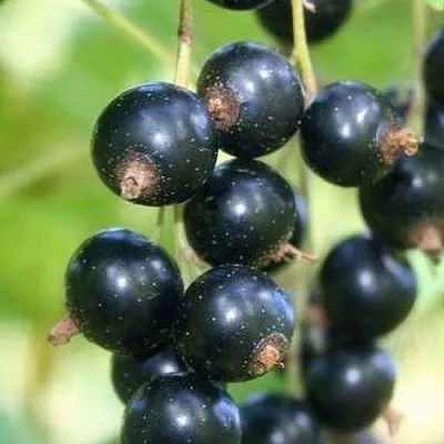 Смородина черная СТРЕЛЕЦ  Смородина черная СТРЕЛЕЦ в Ростове-на-Дону