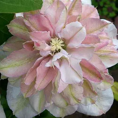 Клематис ИННОСЕНТ БЛАШ  Клематис ИННОСЕНТ БЛАШ в Ростове-на-Дону