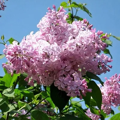 Сирень БУФФОН  Сирень БУФФОН в Ростове-на-Дону