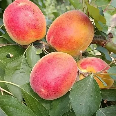 Абрикос ОСОБЕННЫЙ ДЕНИСЮКА  Абрикос ОСОБЕННЫЙ ДЕНИСЮКА в Ростове-на-Дону