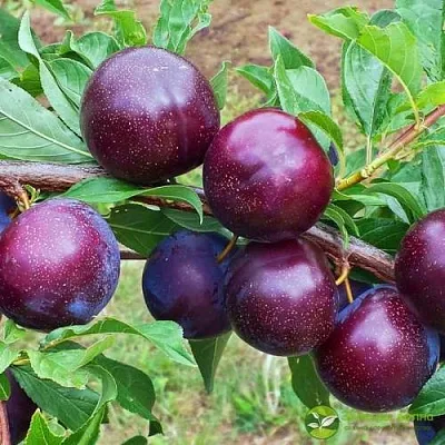 Шарафуга ВЕЛЬВЕТ САНРАЙЗ  Шарафуга ВЕЛЬВЕТ САНРАЙЗ в Ростове-на-Дону