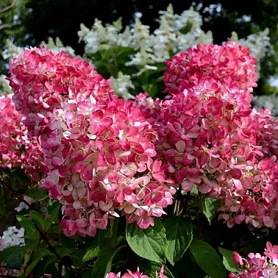 Гортензия ПИНК ДАЙМОНД метельчатая  Гортензия ПИНК ДАЙМОНД метельчатая в Ростове-на-Дону
