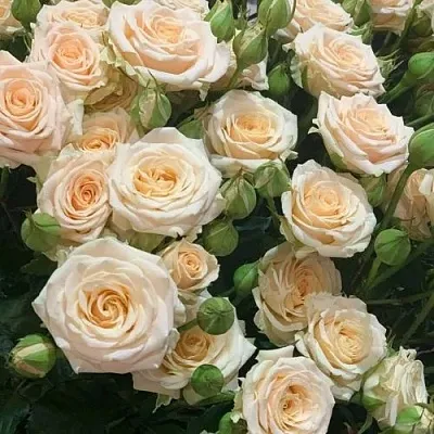 Саженцы роз ТАНЯ спрей  Саженцы роз ТАНЯ спрей в Ростове-на-Дону