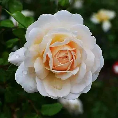 Саженцы роз КРОКУС РОУЗ английская  Саженцы роз КРОКУС РОУЗ английская в Ростове-на-Дону