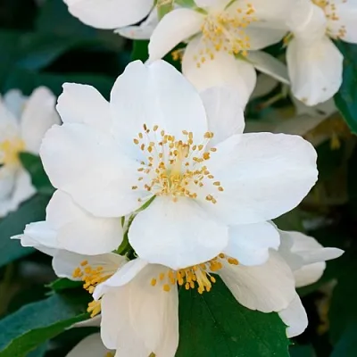 Жасмин ЮСТИНКА  Жасмин ЮСТИНКА в Ростове-на-Дону