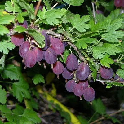 Крыжовник ГРУШЕНЬКА  Крыжовник ГРУШЕНЬКА в Ростове-на-Дону