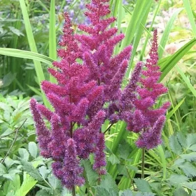 Астильба КАРАОКЕ ПАРТИ китайская  Астильба КАРАОКЕ ПАРТИ китайская в Ростове-на-Дону