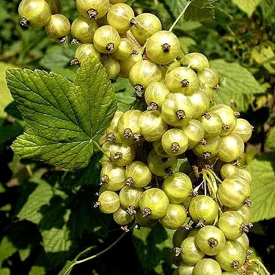 Смородина зеленоплодная СНЕЖНАЯ КОРОЛЕВА в Ростове-на-Дону