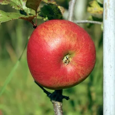 Яблоня ДЫЯМЕНТ  Яблоня ДЫЯМЕНТ в Ростове-на-Дону