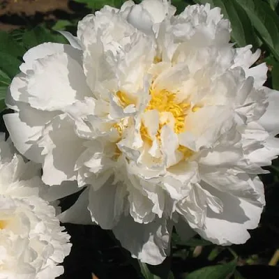 Пион БОУЛ ОФ КРИМ травянистый  Пион БОУЛ ОФ КРИМ травянистый в Ростове-на-Дону