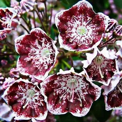 Кальмия БЛЕК ЛЕЙБЛ   Кальмия БЛЕК ЛЕЙБЛ  в Ростове-на-Дону