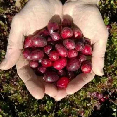 Клюква ХАБЕЛЬМАН  Клюква ХАБЕЛЬМАН в Ростове-на-Дону