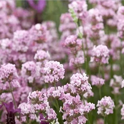 Лаванда РОЗЕА Лаванда РОЗЕА