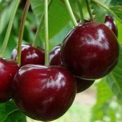 Вишня МИЛАВИЦА  Вишня МИЛАВИЦА в Ростове-на-Дону