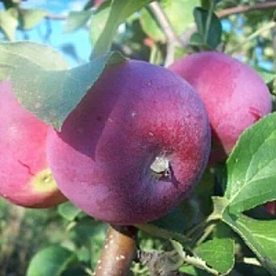 Яблоня СЕРЕБРЯНОЕ КОПЫТЦЕ  Яблоня СЕРЕБРЯНОЕ КОПЫТЦЕ в Ростове-на-Дону
