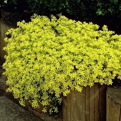 Очиток (седум) ЙЕЛЛОУ КВИН едкий  Очиток (седум) ЙЕЛЛОУ КВИН едкий в Ростове-на-Дону