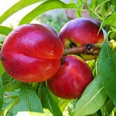 Нектарин  Нектарин в Ростове-на-Дону