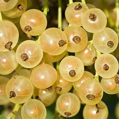 Смородина белая СМОЛЬЯНИНОВСКАЯ  Смородина белая СМОЛЬЯНИНОВСКАЯ в Ростове-на-Дону