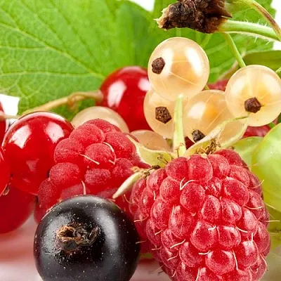 Плодовые кустарники  Плодовые кустарники в Ростове-на-Дону