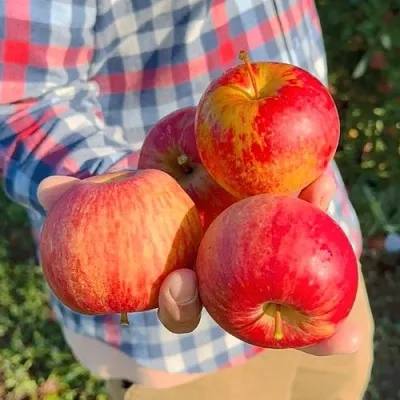 Яблоня КРАСАВИТА  Яблоня КРАСАВИТА в Ростове-на-Дону