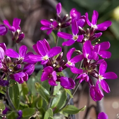 Арабис РОУЗ делайт  Арабис РОУЗ делайт в Ростове-на-Дону