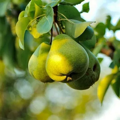 Груша СТОЛИЧНАЯ колонновидная  Груша СТОЛИЧНАЯ колонновидная в Ростове-на-Дону