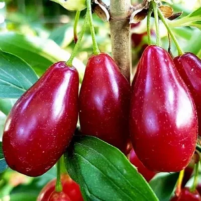 Кизил ВЛАДИМИРСКИЙ  Кизил ВЛАДИМИРСКИЙ в Ростове-на-Дону