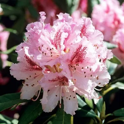 Рододендрон ЧИР  Рододендрон ЧИР в Ростове-на-Дону