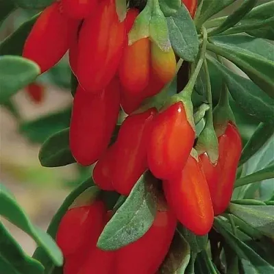 Годжи ВЯЧЕСЛАВ  Годжи ВЯЧЕСЛАВ в Ростове-на-Дону