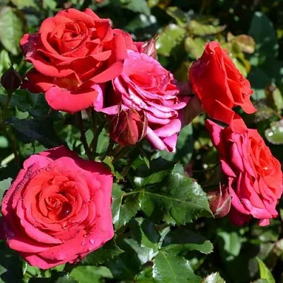 Саженцы роз МИРАБЕЛЬ спрей в Ростове-на-Дону
