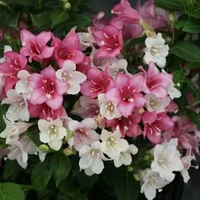 Вейгела КАРНАВАЛ  Вейгела КАРНАВАЛ в Ростове-на-Дону