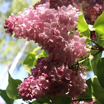 Сирень МЕДОВЫЙ СПАС  Сирень МЕДОВЫЙ СПАС в Ростове-на-Дону