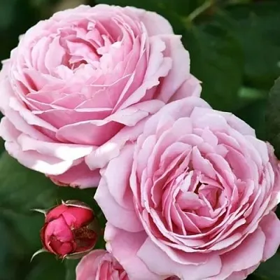 Саженцы роз ДИТЕР МЮЛЛЕР шраб  Саженцы роз ДИТЕР МЮЛЛЕР шраб в Ростове-на-Дону