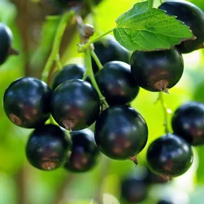 Смородина чёрная ВЕЛОЙ (ЛЕНИНГРАДСКАЯ СЛАДКАЯ)  Смородина чёрная ВЕЛОЙ (ЛЕНИНГРАДСКАЯ СЛАДКАЯ) в Ростове-на-Дону