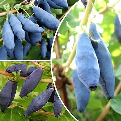 Комплект СЛАДКИЕ ХИТЫ в Ростове-на-Дону