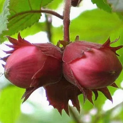 Фундук АЙВЕНГО  Фундук АЙВЕНГО в Ростове-на-Дону