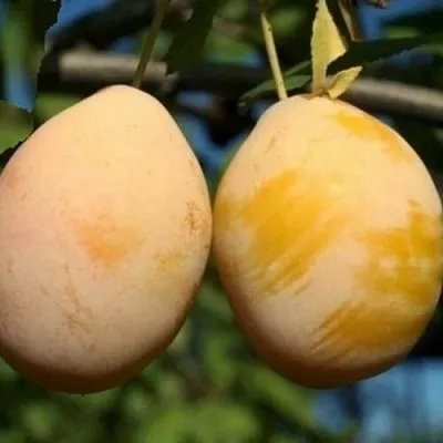 Слива ВАШИНГТОН  Слива ВАШИНГТОН в Ростове-на-Дону