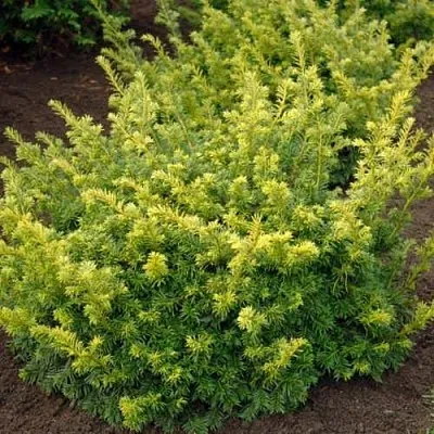 Тис ЭЛЕГАНТИССИМА ягодный  Тис ЭЛЕГАНТИССИМА ягодный в Ростове-на-Дону