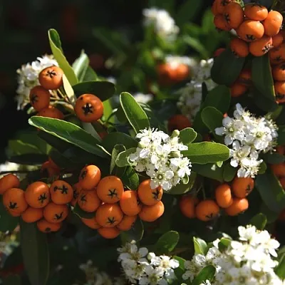Пираканта  Пираканта в Ростове-на-Дону