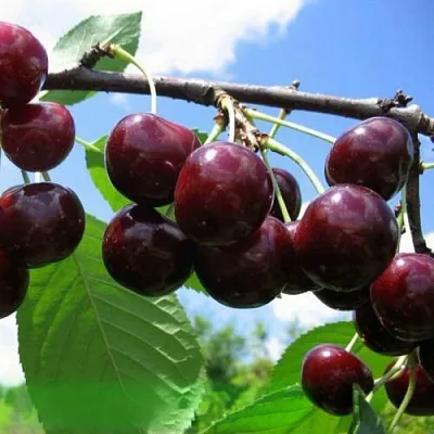 Дюк ЧУДО-ВИШНЯ  Дюк ЧУДО-ВИШНЯ в Ростове-на-Дону